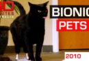 Saving critically injured pets with bionic limbs | 60 Minutes Australia