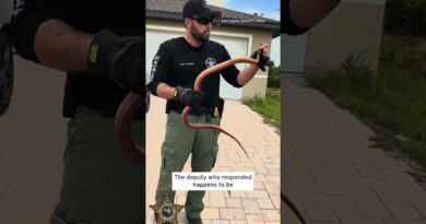 Red Rat Snake Mistaken for a Python Under Car’s Hood #shorts