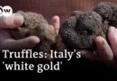 The big truffle business: Nothing without a good sniffer dog | Focus on Europe