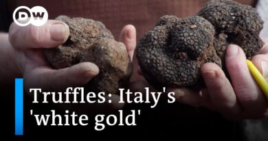 The big truffle business: Nothing without a good sniffer dog | Focus on Europe