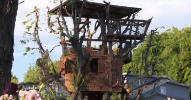 24-Year-Old Tree House in Danger of Being Torn Down