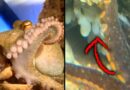 9-Year-Old Boy’s Pet Octopus Lays 50 Eggs