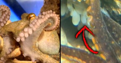 9-Year-Old Boy’s Pet Octopus Lays 50 Eggs