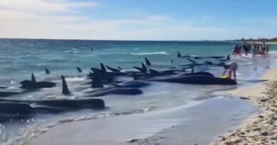 At Least 28 Pilot Whales Die After Being Stranded on Beach