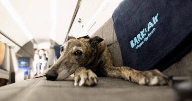 Bark Air Made An Airline Just For Dogs