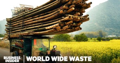 Can Bamboo Replace Paper And Plastic? And Should It? | World Wide Waste | Business Insider
