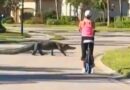 Cyclist Stops Riding to Let Alligator Cross the Road