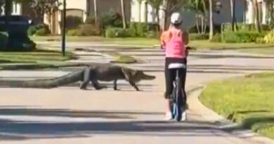 Cyclist Stops Riding to Let Alligator Cross the Road