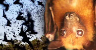 Decrease in Bats Could Hurt Coffee and Chocolate Crops