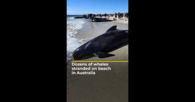 Dozens of whales stranded on beach in Australia | AJ #shorts
