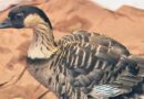 How Did an Endangered Hawaiian Goose End Up in California?