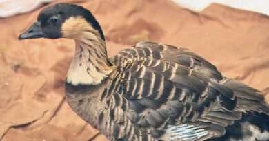 How Did an Endangered Hawaiian Goose End Up in California?