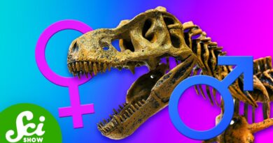 How Do We Figure Out The Sex … Of A Fossil?