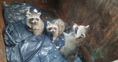 How to Get a Raccoon Out of Your Dumpster