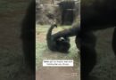 Mama Gorilla Tickles Baby Gorilla #shorts
