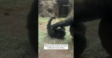 Mama Gorilla Tickles Baby Gorilla #shorts