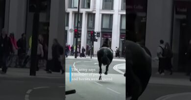 Military horses running loose in central London | DW News