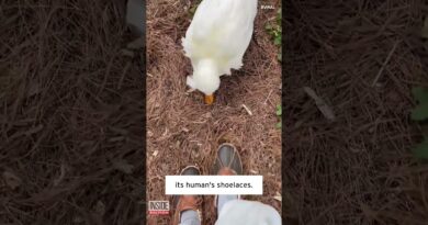 Pet Duck Wants to Eat Shoelaces #shorts