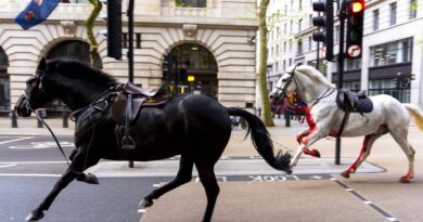 Runaway Army Horses Tear Through London