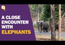 ‘This is Our Life, Report on This’: When The Quint Encountered Wild Elephants in Wayanad