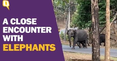 ‘This is Our Life, Report on This’: When The Quint Encountered Wild Elephants in Wayanad