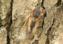 Why Cicadas Will Be Doubly Loud This Year