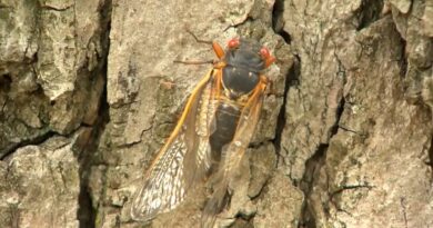 Why Cicadas Will Be Doubly Loud This Year