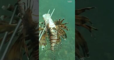 Why traditional #fishing methods don’t work for invasive #lionfish.  #Colombia
