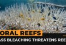 World’s coral reefs face global bleaching crisis | Al Jazeera Newsfeed