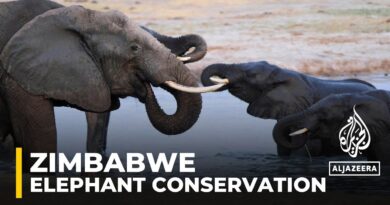 Zimbabwe elephant tracking: Keeping elephants in protected areas