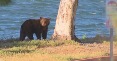 2-Year-Old Black Bear Plays Through California Suburb