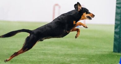 Adorable Rescue Dog Steals Hearts at Westminster Dog Show