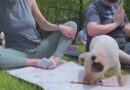Animal Lovers Enjoy a Piglet Yoga Class in Massachusetts