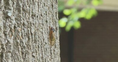 Are the Sounds of Cicadas Too Loud for Human Ears?