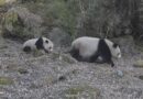 Brown Giant Pandas Seen for 1st Time in 6 Years