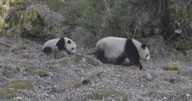 Brown Giant Pandas Seen for 1st Time in 6 Years
