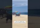 Bull Attacks Woman on Beach #shorts