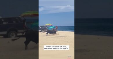 Bull Attacks Woman on Beach #shorts