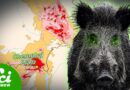 Chernobyl’s Radioactive Wild Boar Paradox