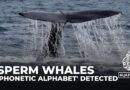 Decoding sperm whales: Scientists detect ‘phonetic alphabet’
