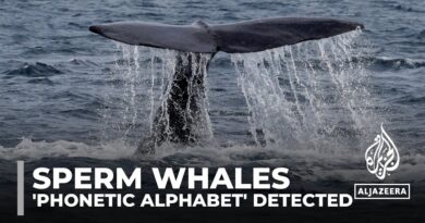 Decoding sperm whales: Scientists detect ‘phonetic alphabet’