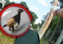 Deputies Rescue a Runaway Goat Trapped in Fence