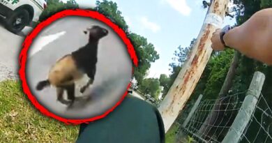 Deputies Rescue a Runaway Goat Trapped in Fence