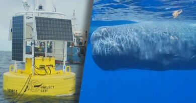 Do Sperm Whales Talk to Each Other? Scientists Say Yes