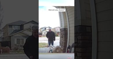 Dog Uses Security Cam to Communicate With Human #shorts
