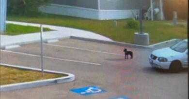 Good Samaritan Rescues Puppy Abandoned in Parking Lot