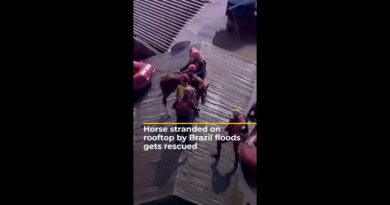 Horse stranded on rooftop by Brazil floods gets rescued | AJ #shorts