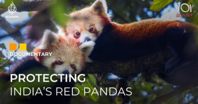 How India is racing against time to save the endangered red panda | 101 East Documentary