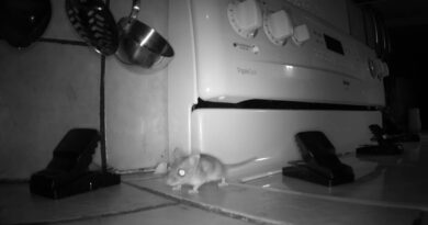 How to Keep Your Kitchen Mouse-Free