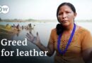 Illegal leather – How the car industry is threatening the rainforest | DW Documentary
